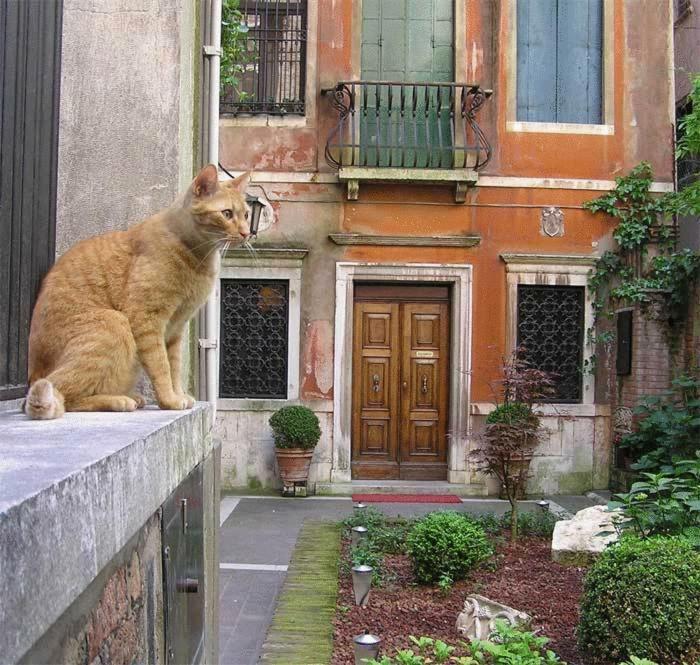 Ca' Angeli Wenecja